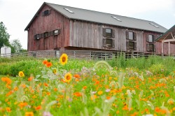 Photo Red Barn With Flowers